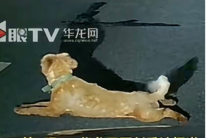 廣東佛山有駕駛分享，晚上開車時遇到狗狗擋在路上，後來發生輪胎爆裂等狀況。圖/取自華龍網影片