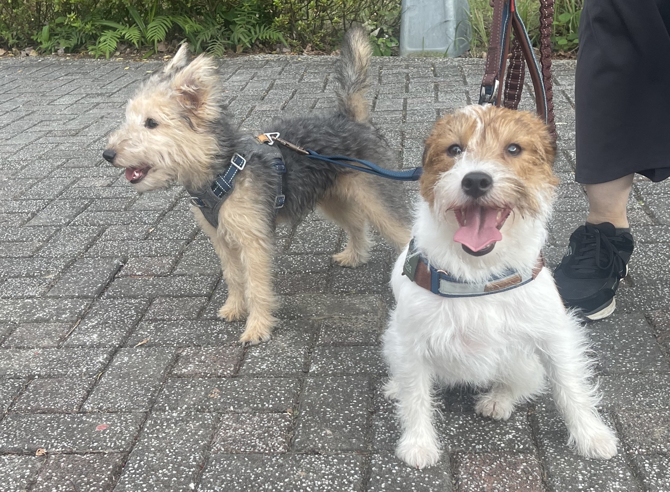 外型模糊凌亂又可愛 兩隻小梗犬「好好摸」