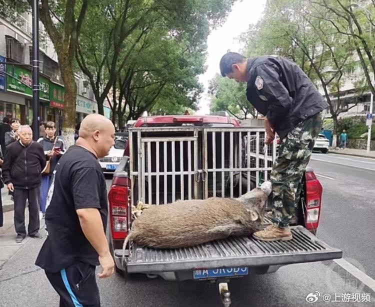 目前，大陸多地紛紛啟動野豬捕獵計畫。圖/取自隴南身邊事上游視頻微博