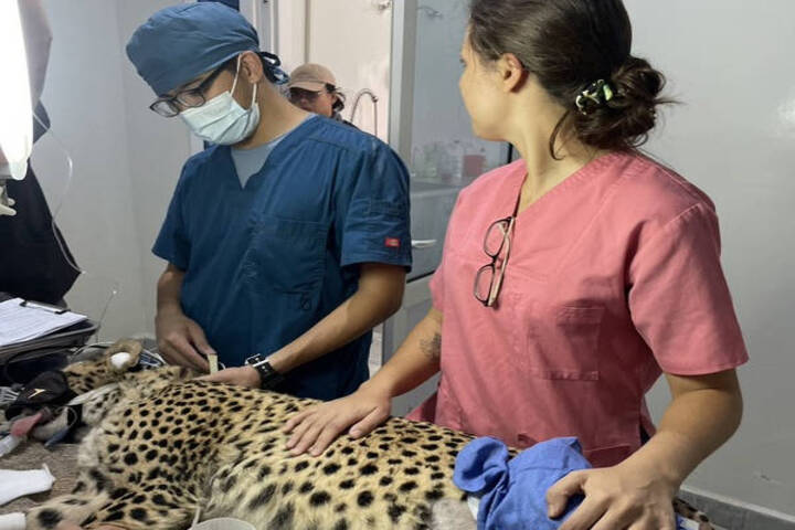 愛心無國界　台灣獸醫遠赴非洲索馬利蘭救瀕危獵豹