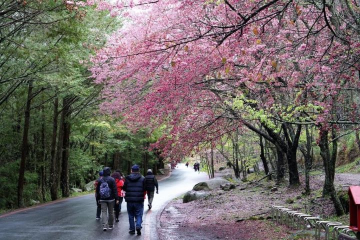   國旅主題式的行程，如櫻花季、楓葉季等最受到旅客歡迎。圖/取自可樂旅遊