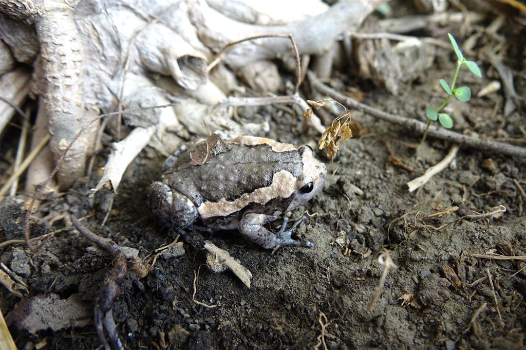 強勢外來種亞洲錦蛙入侵 台江處每年移除逾千隻