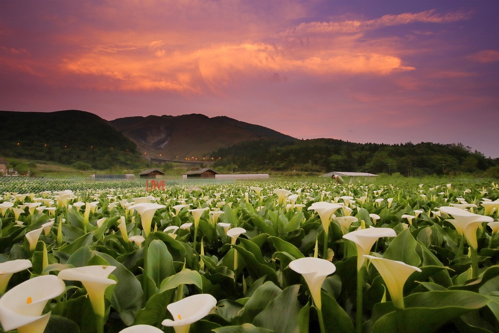 竹子湖海芋季情人節登場 童趣造景帶你芋見小時候