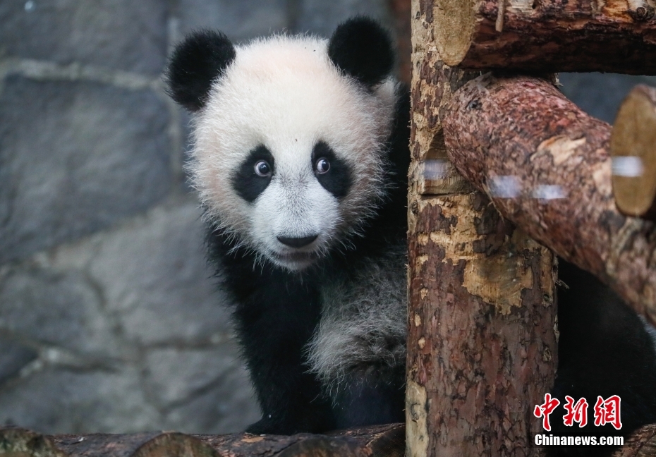 德國巴伐利亞州長參訪熊貓繁育基地 承諾帶回萌照