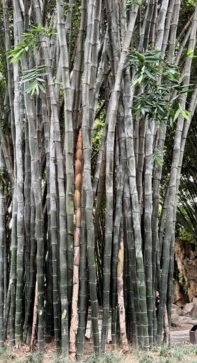 望江樓公園 內最具代表性的珍稀名竹「龍丹竹」世界上最高大的竹種之一。圖/簡秋萍攝