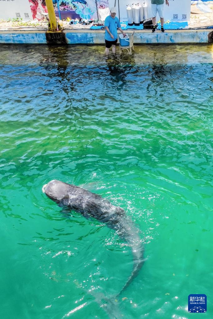 5月15日，在海南三亞海昌生物保育中心，短肢領航鯨「海棠」在水中進食（無人機照片）。圖/取自新華社