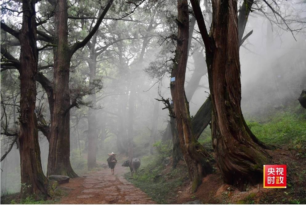 長151公里的劍門蜀道（翠雲廊）有迄今全球保存最完好、里程最長、數量最多的古代人工栽植驛道古柏群。圖/取自央視