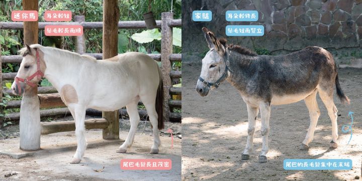 適逢農曆馬年，台北市立動物園特別公開「馬驢辨識懶人包」，教大家從外型細節輕鬆分辨，保證不再「指驢為馬」！圖/台北市立動物園提供