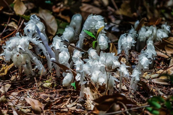 水晶蘭無毒，但極度脆弱，若被觸碰或採摘，傷口會氧化並於48小時內黑化枯萎。圖/取自煦煦微微博