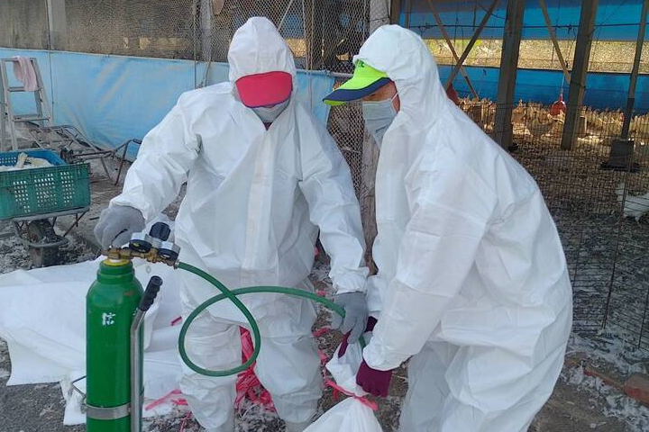 屏東養雞場爆H5N1　8640隻小雞全撲殺了