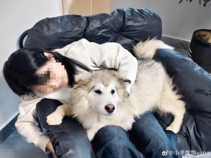 對飼主而言，貓狗是需要長期照顧的家庭成員。圖/取自小羊飽飽yang微博