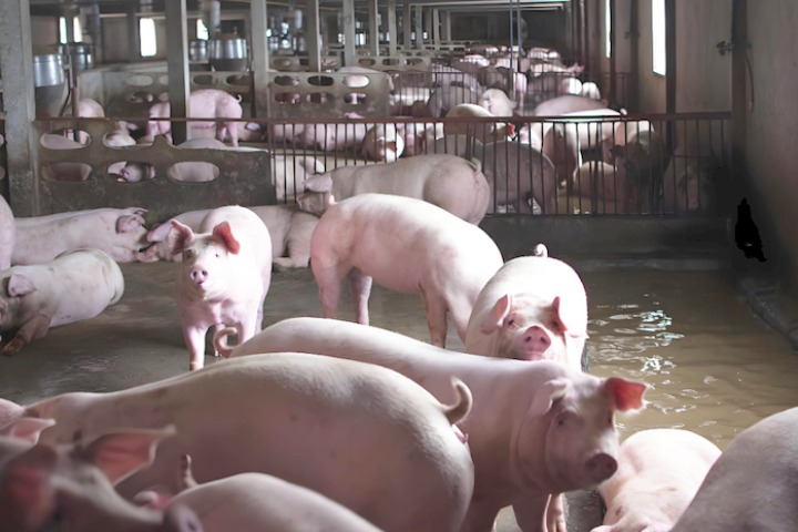豬價一年暴跌逾4成！陸啟動收儲救市　供過於求危機浮現
