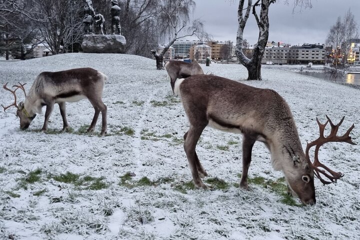 暖化使聖誕老人北極故鄉不下雪　馴鹿挖不到主食難以生存