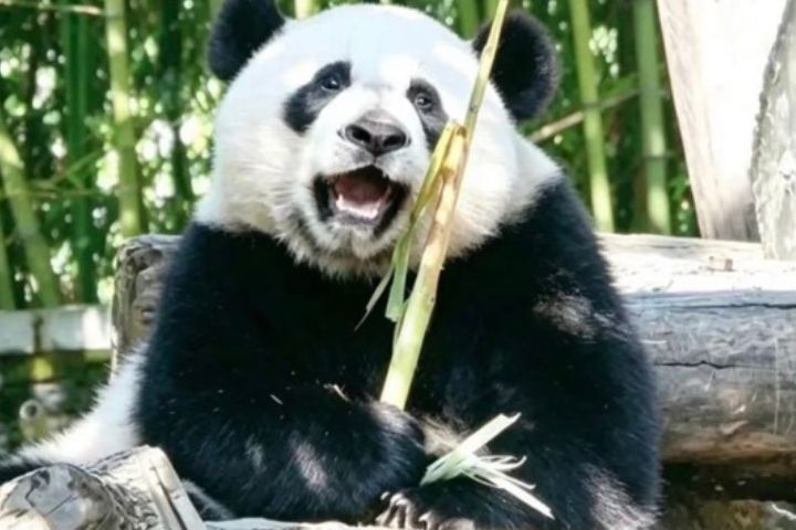 臥龍神樹坪基地每月都會針對所有大貓熊圈舍及周邊區域進行全面排查，並進行1至2次集中滅鼠。圖/取自臥龍神樹坪基地公眾號