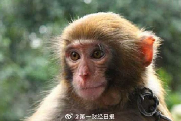 食蟹獼猴猴場因預期價格仍將續漲而選擇惜售，即使仍有存欄，也多保留待價而沽。圖/取自第一財經日報微博
