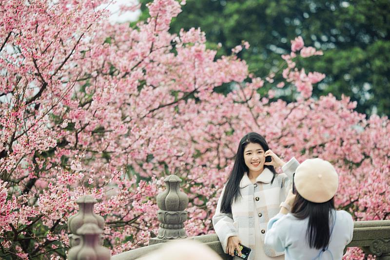 淡水天元宮的櫻花此時綻放粉嫩嬌豔。圖/新北市政府綠美化環境景觀處提供