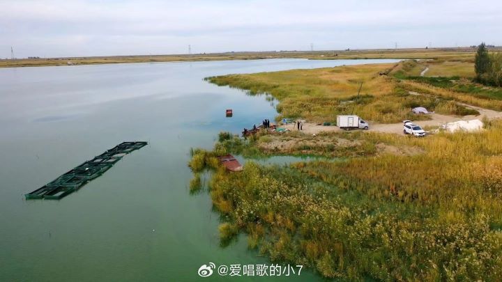 白楊西湖水源來自地下泉水與天山融雪水，養殖基地採取生態餵養方式，並依照訂單需求調整捕撈量。圖/取自張掖發布微博