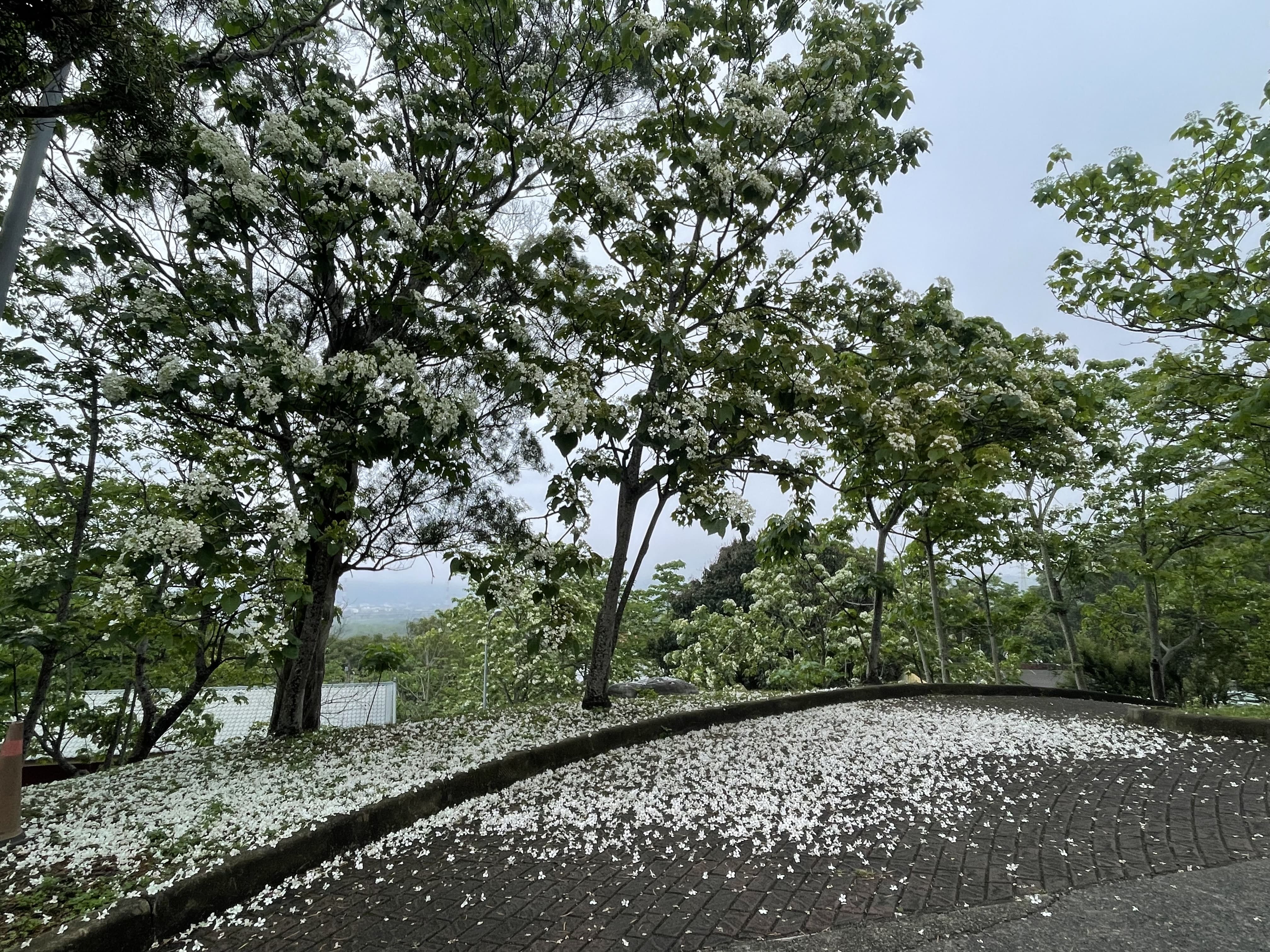 客家大院栽植上萬棵油桐樹，今年花況相當好，呈現「五月雪」夢幻美景。。圖/姜太公客家大院