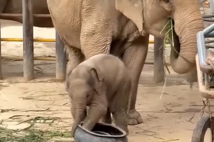 100多公斤小象成「頂流」　翻車、撒嬌、摔跤牠最可愛