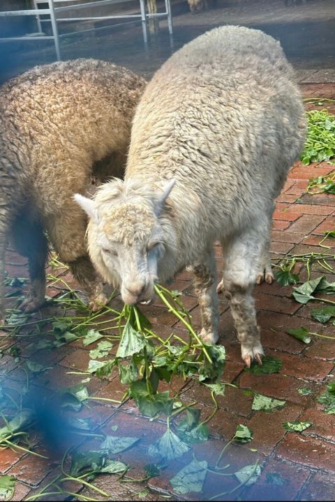 為了幫動物控制體重，攀枝花動物園過去曾嘗試多種方式，幫助動物減肥，但效果不理想。圖/取自花辛辰微博
