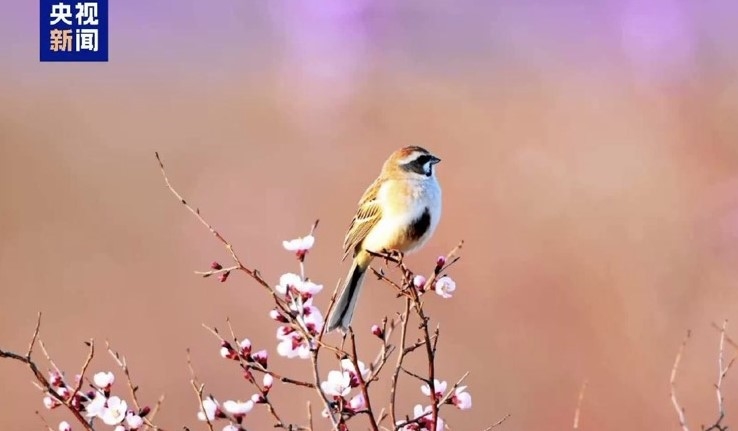 極危「紅肚麻雀」現身內蒙　疑似中國古畫「紅腹鳥」