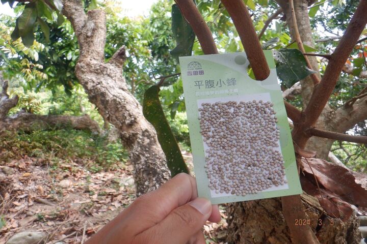平腹小蜂卵片卡可直接吊掛於樹枝上。圖/取自農業部林業與自然保護署官方網站