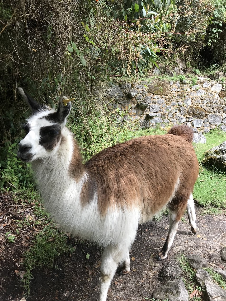 古道上可以看見可愛的羊駝，及各種小動物。圖／康莊旅行社提供