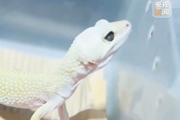 大陸1700萬人養「異寵」　千億級新市場背後有一堆的問題