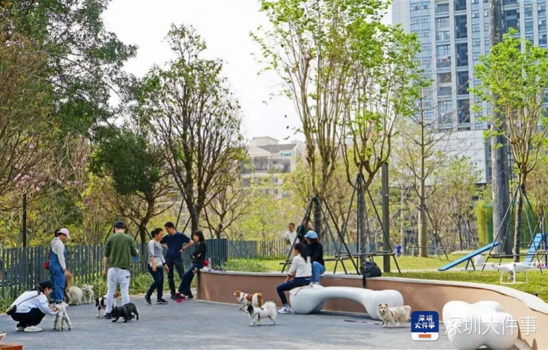  寵物友好公園可讓民眾與愛犬走動散步。圖/取自深圳大事件