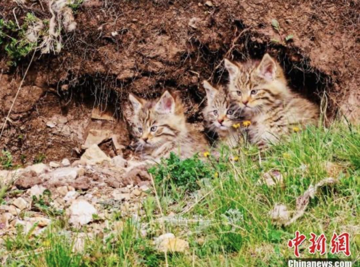 三隻荒漠貓寶寶在窩裡觀望。圖/取自中新社