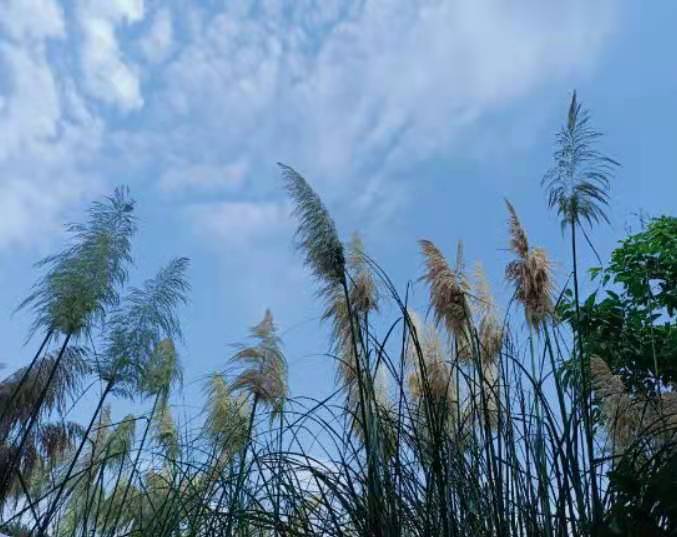 立秋過後，邛海濕地公園迎來秋高氣爽的天氣。圖／簡立欣攝