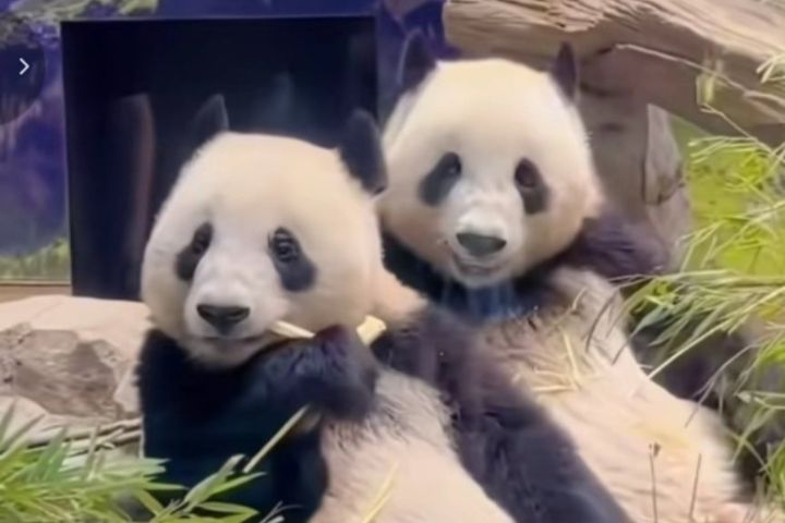 大貓熊「曉曉」「蕾蕾」今返大陸　日本半世紀首度「無貓熊期」