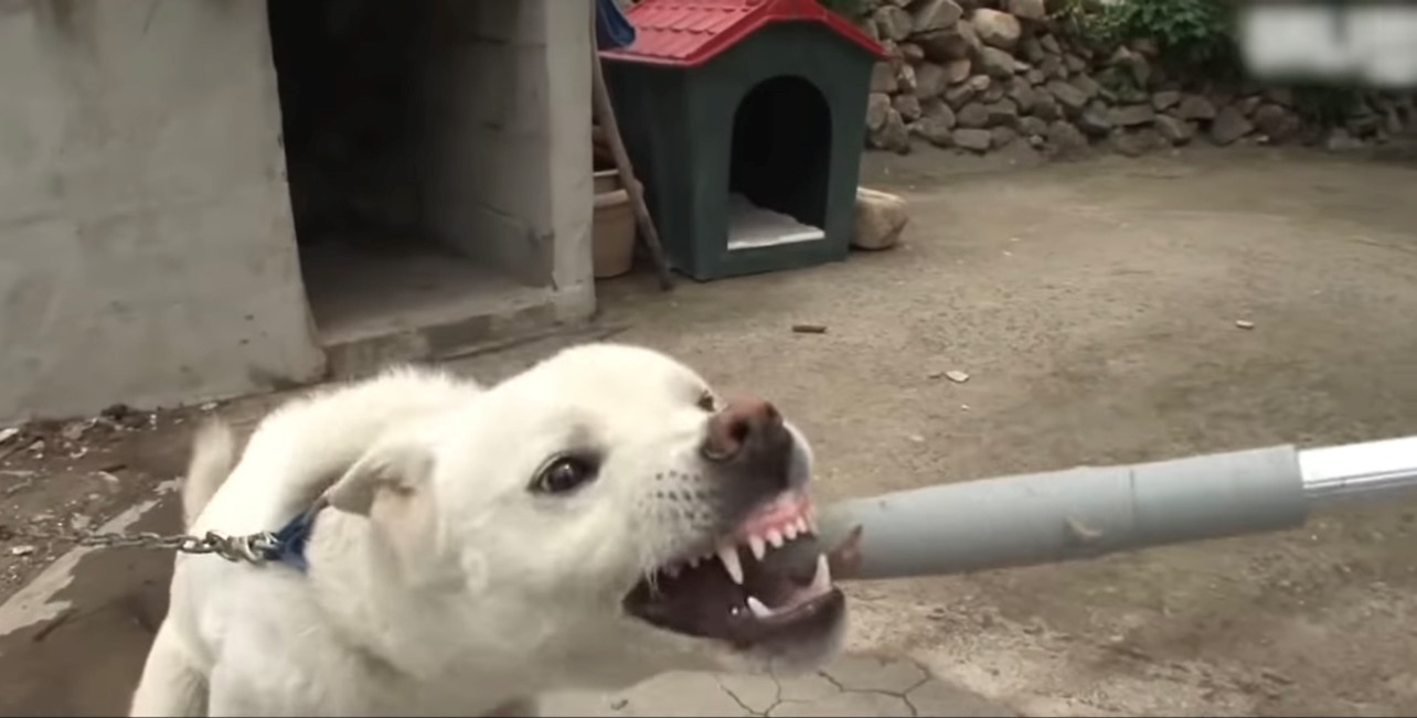 狗會對人齜牙咧嘴、試圖撲咬，甚至在不經意間靠近時突然發動攻擊。圖/截自真香電影YouTube