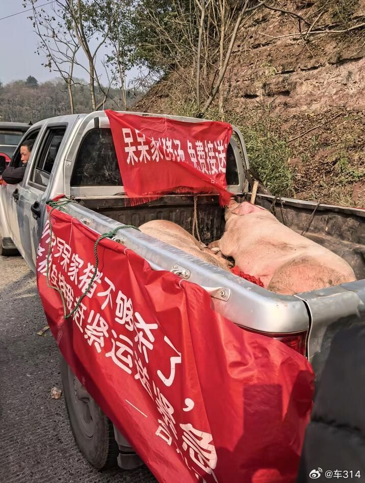 更有熱心人士為這場盛宴，免費送來殺好的豬。圖/取自車314微博