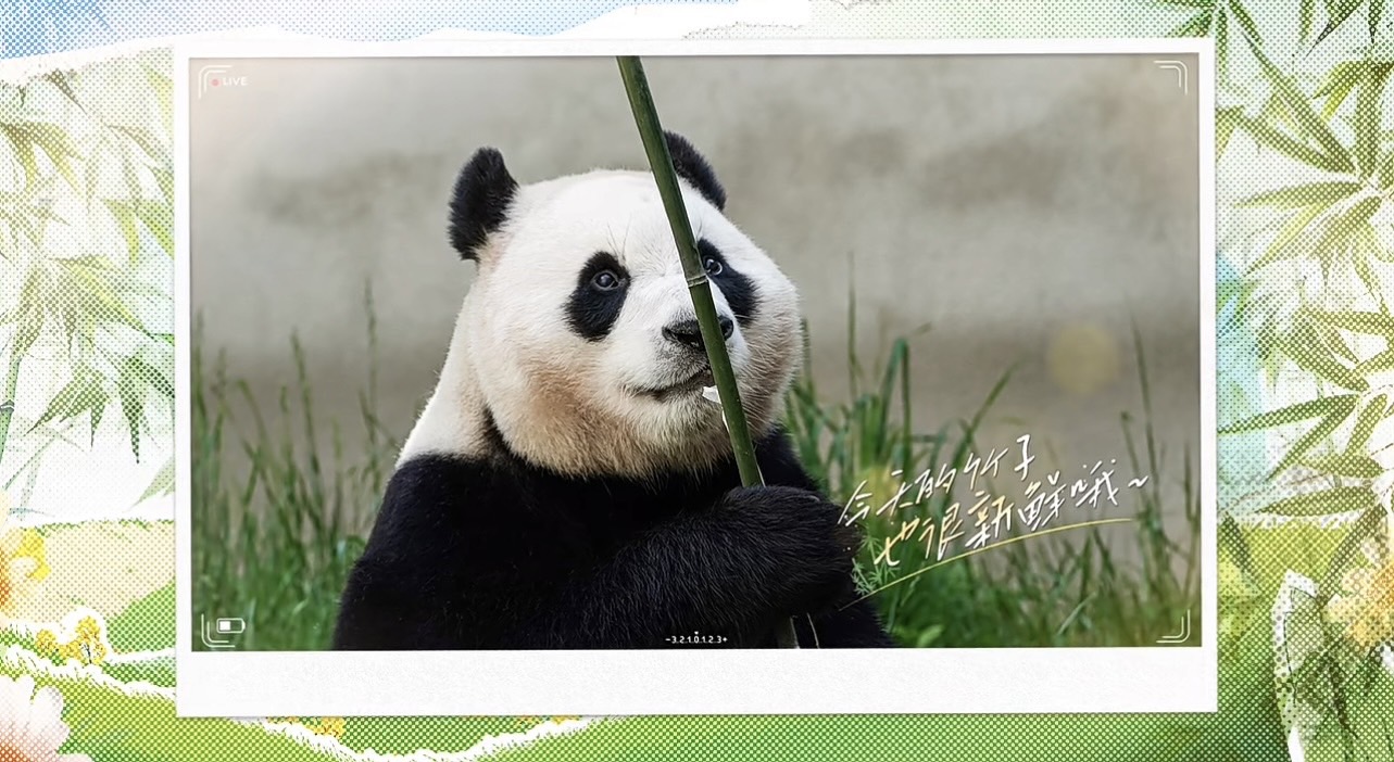 中國大貓熊保育研究中心曬出福寶的近照。圖/取自「中國大貓熊保育研究中心」微博