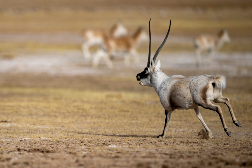 一隻雄性藏羚羊奔向雌性藏羚羊。圖/取自新華社