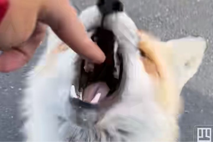 伸手指逗弄野生狐狸　遊客遭咬傷　這該怪誰？