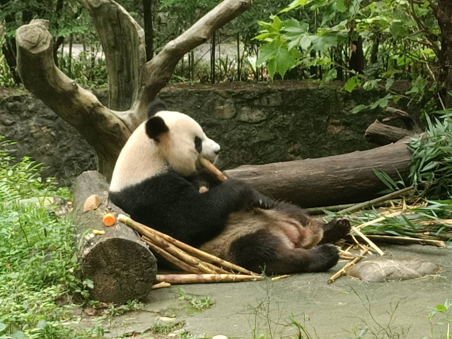 圈養的大熊貓除了吃竹子，還有紅蘿蔔及窩窩頭當輔食。圖/記者簡立欣攝