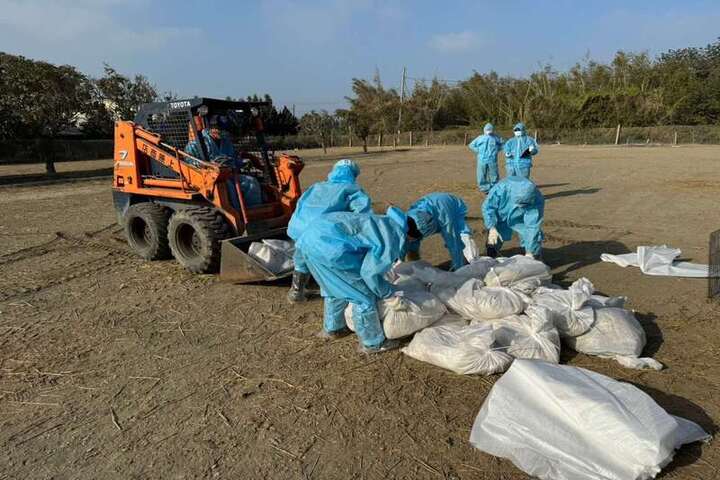 雲林肉鵝場染H5N1撲殺1477隻　恐遭鄰近肉雞場感染