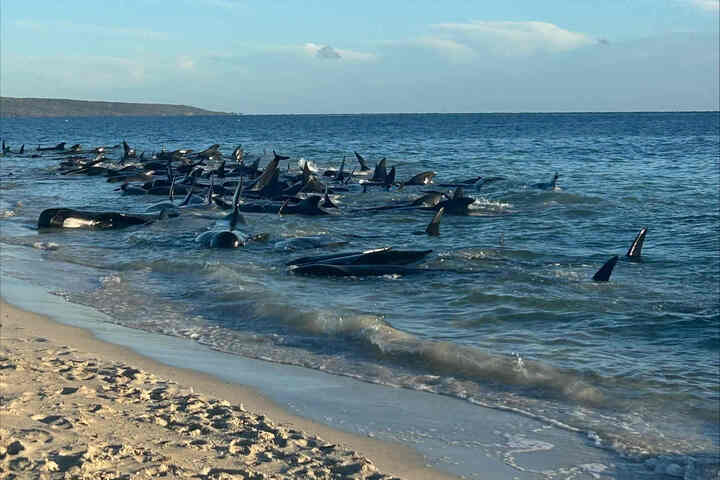 西澳海岸大批領航鯨擱淺已31死　130頭順利獲救回歸大海