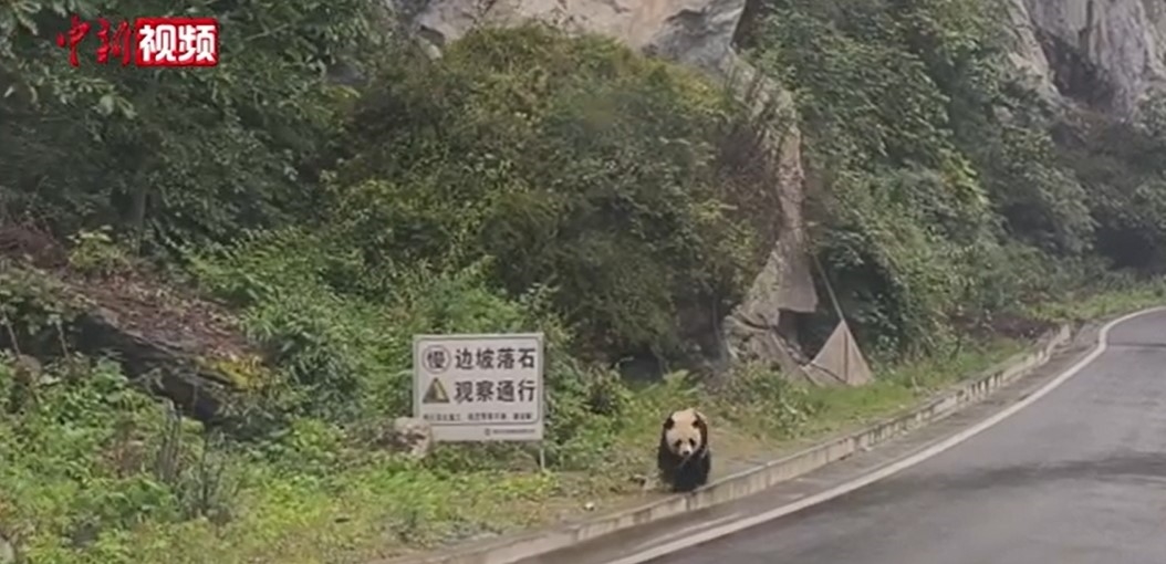 6月30日，一名車友在途經S432線雅安市寶興縣隴東鎮境內時，與一隻野生大貓熊「不期而遇」。圖/取自中新視頻