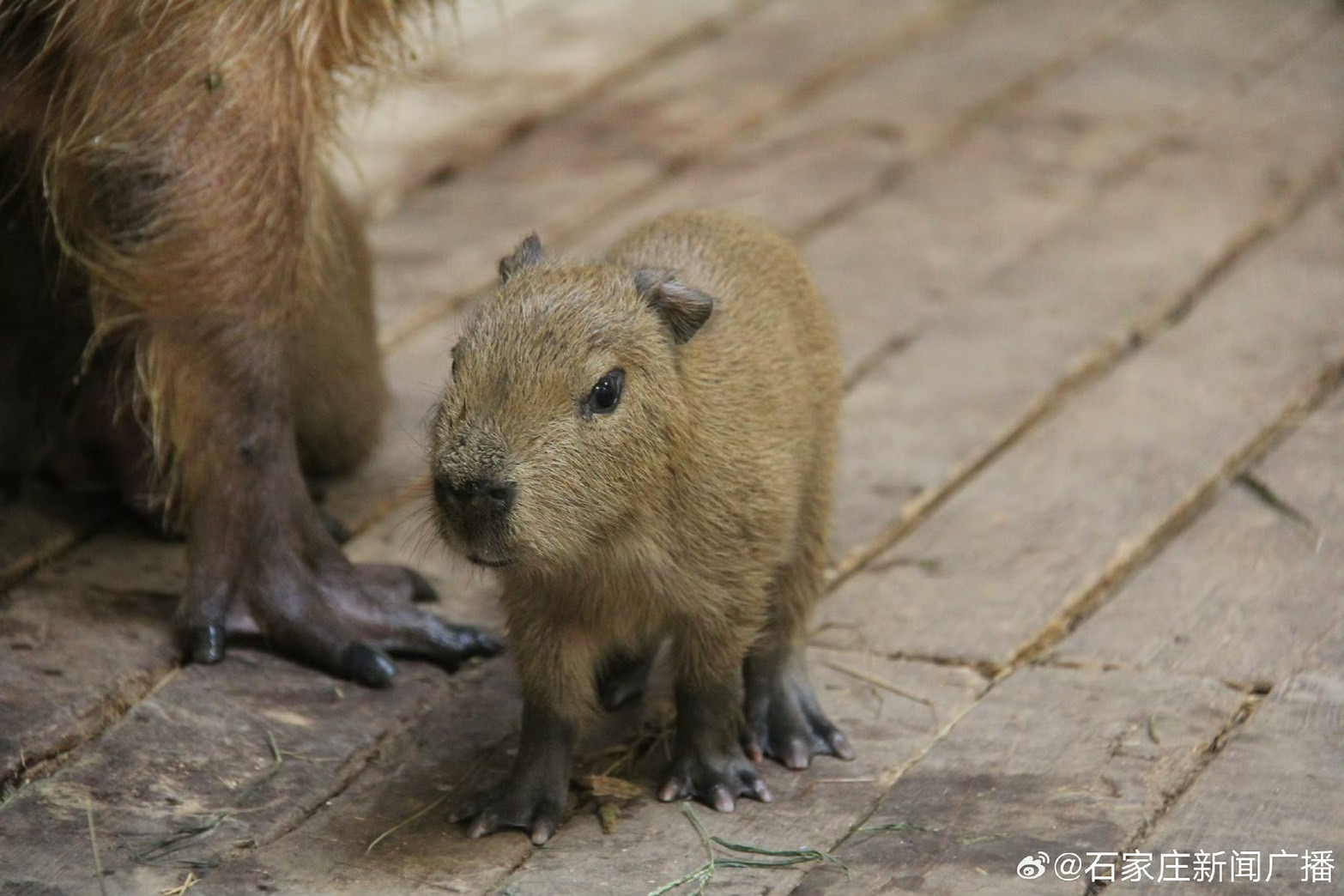 大陸石家庒市動物園首次成功繁育成功水豚。圖/取自石家庒新聞廣播微博