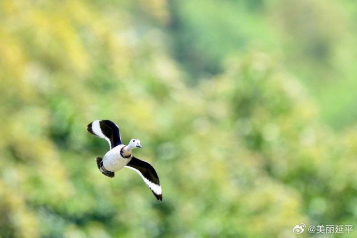 在生態旅遊與野生動物保育之間取得平衡，也成為棉𠒎等珍稀鳥類能否穩定繁衍的重要課題。圖/取自美麗延平微博