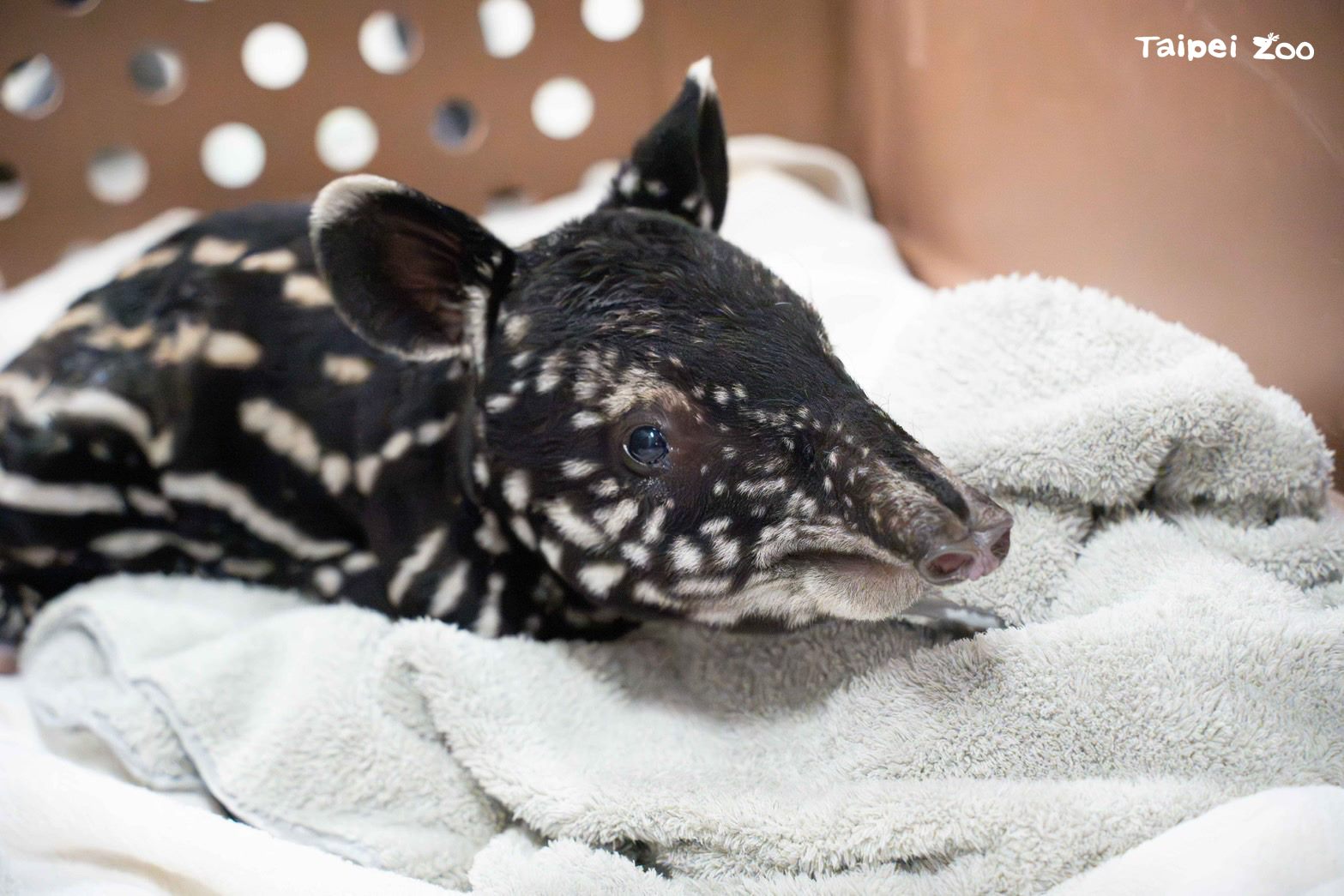 北市動物園「貘莉」產子 網友歪樓爭先命名