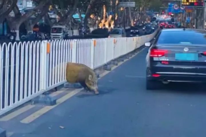 野豬卡在道路中央護欄裡，引來後方車輛紛紛減速旁觀。圖/取自潮新聞