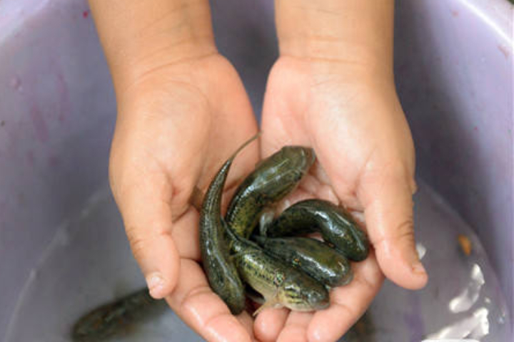 「食蚊魚部隊」出動！佛山屈公病爆逾4000例 當局祭「生物武器」滅蚊