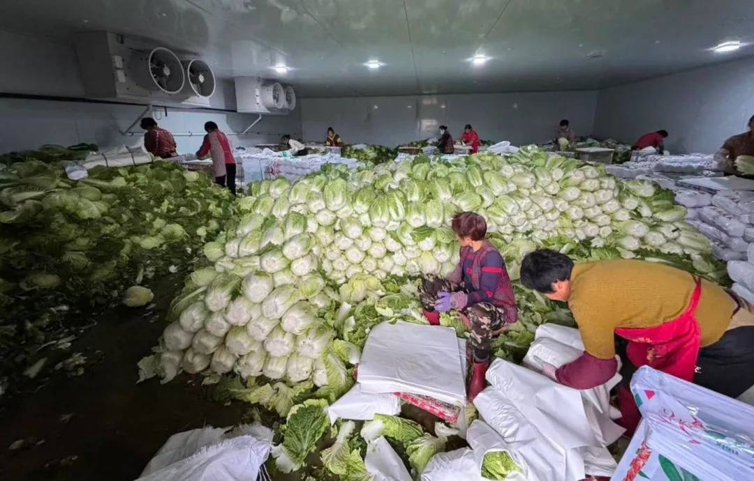 媒體披露大陸甲醛白菜經越南流入台灣　各主管部門說法不一　更讓民眾不安