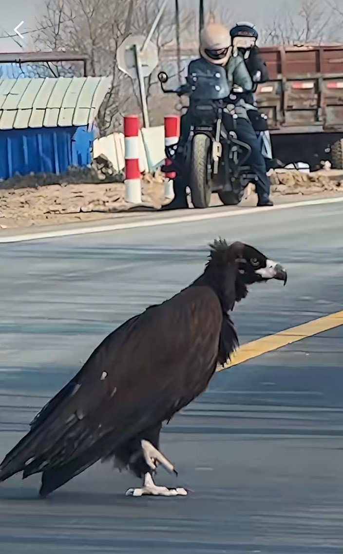 禿鷲緩步橫越馬路，姿態從容、步伐穩健，一度被誤認為是「人扮道具」。圖/取自央視影片