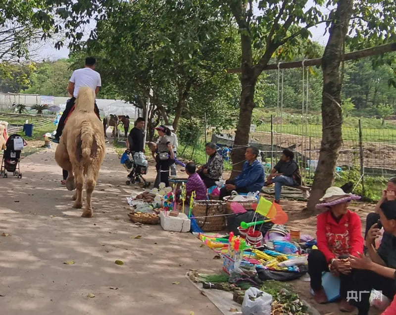 遊客騎駱駝經過農家樂附近的鄉村市集。圖/取自央廣網  
