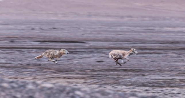 一隻野狼奔向遷徙藏羚羊群中一隻懷孕的母藏羚羊。圖/取自新華社